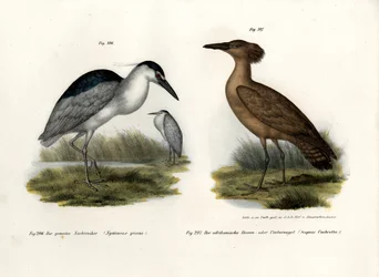 Bihoreau gris, 1864